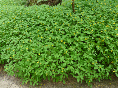 Cette plante annuelle qui peut atteindre 75 centimètres de hauteur a tendance à tapisser le sol. Agrandir dans une nouvelle fenêtre (ou onglet)