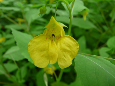 Petites fleurs jaunes paille tachetées de rouge à la gorge. Dotées d'un éperon courbé, elles sont présentes à l'extrémité d'un long et fin pédoncule partant de l'aisselle des feuilles. Agrandir dans une nouvelle fenêtre (ou onglet)