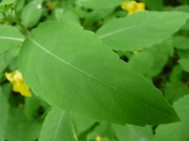 Feuilles ovales alternes dentées. Agrandir dans une nouvelle fenêtre (ou onglet)