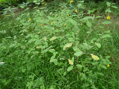 Cette plante annuelle qui peut atteindre 75 centimètres de hauteur a tendance à tapisser le sol. Agrandir dans une nouvelle fenêtre (ou onglet)