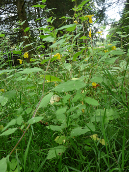 Cette plante annuelle qui peut atteindre 75 centimètres de hauteur a tendance à tapisser le sol. Agrandir dans une nouvelle fenêtre (ou onglet)