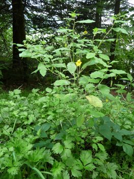 Cette plante annuelle qui peut atteindre 75 centimètres de hauteur a tendance à tapisser le sol. Agrandir dans une nouvelle fenêtre (ou onglet)