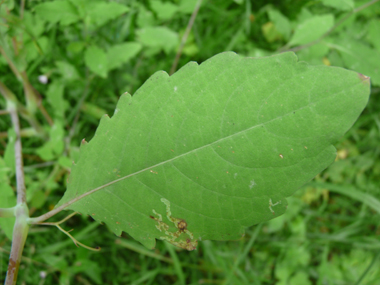 Feuilles ovales alternes dentées. Agrandir dans une nouvelle fenêtre (ou onglet)