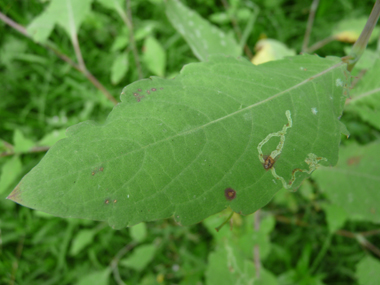 Feuilles ovales alternes dentées. Agrandir dans une nouvelle fenêtre (ou onglet)