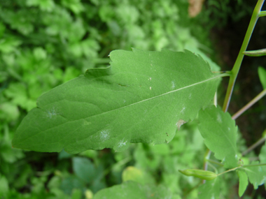 Feuilles ovales alternes dentées. Agrandir dans une nouvelle fenêtre (ou onglet)