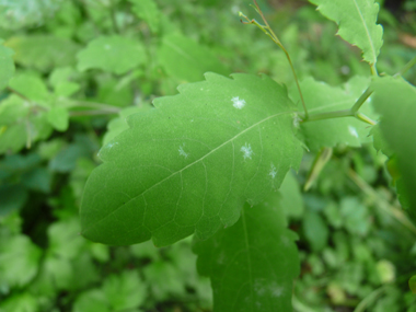 Feuilles ovales alternes dentées. Agrandir dans une nouvelle fenêtre (ou onglet)