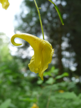 Petites fleurs jaunes paille tachetées de rouge à la gorge. Dotées d'un éperon courbé, elles sont présentes à l'extrémité d'un long et fin pédoncule partant de l'aisselle des feuilles. Agrandir dans une nouvelle fenêtre (ou onglet)