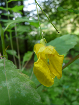 Petites fleurs jaunes paille tachetées de rouge à la gorge. Dotées d'un éperon courbé, elles sont présentes à l'extrémité d'un long et fin pédoncule partant de l'aisselle des feuilles. Agrandir dans une nouvelle fenêtre (ou onglet)