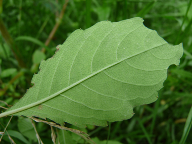 Verso des feuilles. Agrandir dans une nouvelle fenêtre (ou onglet)