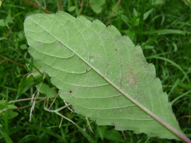 Verso des feuilles. Agrandir dans une nouvelle fenêtre (ou onglet)