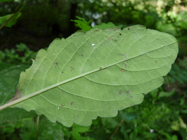 Verso des feuilles. Agrandir dans une nouvelle fenêtre (ou onglet)