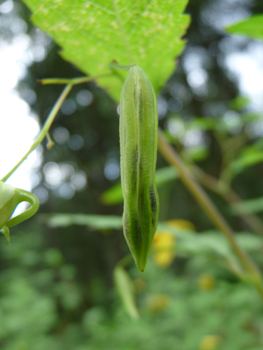 Fruit contenu dans une capsule pendante qui explose littéralement quand on la touche. Agrandir dans une nouvelle fenêtre ou onglet)