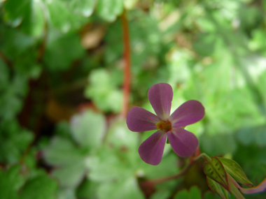 Fleurs lilas sombre, à l'exception du centre qui est blanc. Chaque pédoncule porte 1 ou 2 fleurs. Agrandir dans une nouvelle fenêtre (ou onglet)