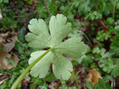 Face inférieure de la feuille. Agrandir dans une nouvelle fenêtre (ou onglet)