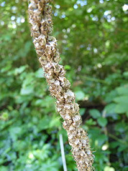 Fleurs en capitule pouvant atteindre jusqu'à 10 cm de longueur. Généralement blanc jaunâtre, elles peuvent parfois être bleues. Agrandir dans une nouvelle fenêtre (ou onglet)