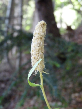 Fleur en capitule pouvant atteindre jusqu'à 10 cm de longueur. Agrandir dans une nouvelle fenêtre (ou onglet)