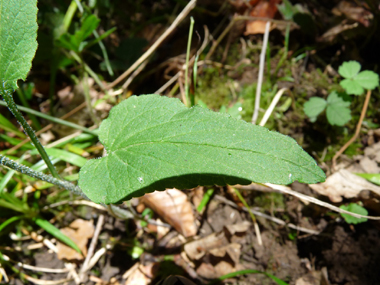 Feuilles caulinaires alternes. Agrandir dans une nouvelle fenêtre (ou onglet)