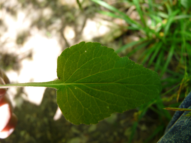 Feuilles caulinaires alternes. Agrandir dans une nouvelle fenêtre (ou onglet)