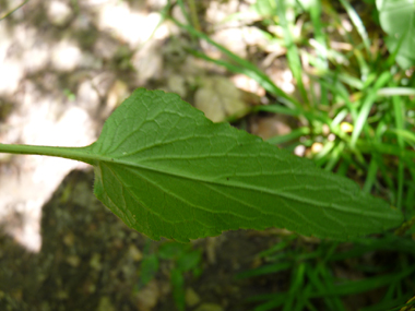 Face inférieure de la feuille. Agrandir dans une nouvelle fenêtre (ou onglet)