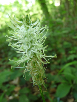 Fleurs en capitule pouvant atteindre jusqu'à 10 cm de longueur. Généralement blanc jaunâtre, elles peuvent parfois être bleues. Agrandir dans une nouvelle fenêtre (ou onglet)