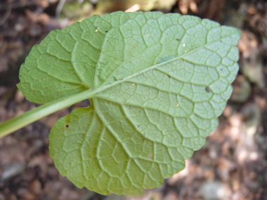 Face inférieure de la feuille. Agrandir dans une nouvelle fenêtre (ou onglet)