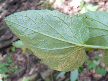 Face inférieure de la feuille. Agrandir dans une nouvelle fenêtre (ou onglet)