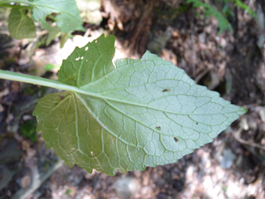 Face inférieure de la feuille. Agrandir dans une nouvelle fenêtre (ou onglet)