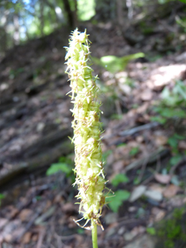 Fleurs en capitule pouvant atteindre jusqu'à 10 cm de longueur. Généralement blanc jaunâtre, elles peuvent parfois être bleues. Agrandir dans une nouvelle fenêtre (ou onglet)