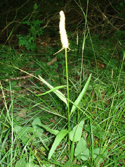 Fleur en capitule pouvant atteindre jusqu'à 10 cm de longueur. Agrandir dans une nouvelle fenêtre (ou onglet)