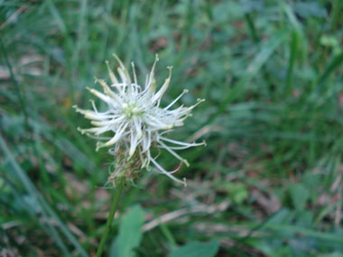 Fleurs en capitule pouvant atteindre jusqu'à 10 cm de longueur. Généralement blanc jaunâtre, elles peuvent parfois être bleues. Agrandir dans une nouvelle fenêtre (ou onglet)