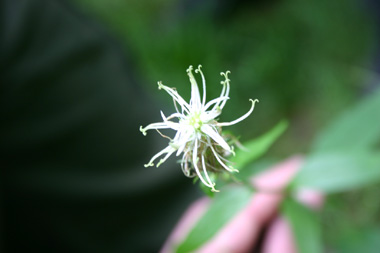 Fleurs en capitule pouvant atteindre jusqu'à 10 cm de longueur. Généralement blanc jaunâtre, elles peuvent parfois être bleues. Agrandir dans une nouvelle fenêtre (ou onglet)