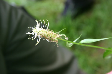 Fleurs en capitule pouvant atteindre jusqu'à 10 cm de longueur. Généralement blanc jaunâtre, elles peuvent parfois être bleues. Agrandir dans une nouvelle fenêtre (ou onglet)