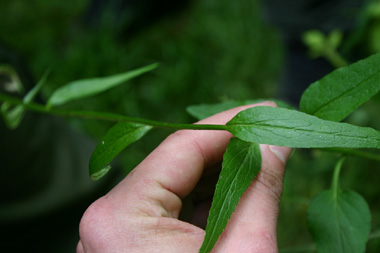 Feuilles caulinaires alternes. Agrandir dans une nouvelle fenêtre (ou onglet)