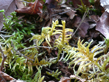 Tiges dressées de couleur rouge, longues de 5 à 15 cm et couvertes par des feuilles appliquées. Rameaux pointus à leur extrémité Agrandir dans une nouvelle fenêtre (ou onglet)