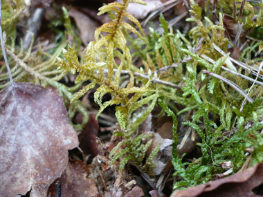 Tiges dressées de couleur rouge, longues de 5 à 15 cm et couvertes par des feuilles appliquées. Rameaux pointus à leur extrémité Agrandir dans une nouvelle fenêtre (ou onglet)