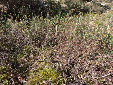 Arbrisseau caducifolié pouvant atteindre 2 mètres de hauteur. Agrandir dans une nouvelle fenêtre (ou onglet)