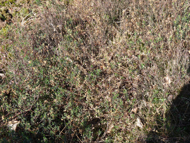 Arbrisseau caducifolié pouvant atteindre 2 mètres de hauteur. Agrandir dans une nouvelle fenêtre (ou onglet)