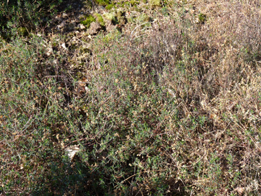 Arbrisseau caducifolié pouvant atteindre 2 mètres de hauteur. Agrandir dans une nouvelle fenêtre (ou onglet)