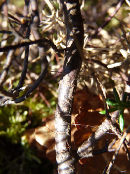 Tiges dressées. Agrandir dans une nouvelle fenêtre (ou onglet)