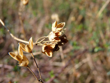 Fleurs sessiles formant des chatons dressés. Les femelles sont brunâtres et ovoïdes d'environ 5 mm tandis que les mâles, plus grands (1 à 1,5 cm) sont verdâtres. Agrandir dans une nouvelle fenêtre (ou onglet)