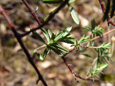 Face inférieure des feuilles. On notera la présence de glandes résineuses. Agrandir dans une nouvelle fenêtre (ou onglet)