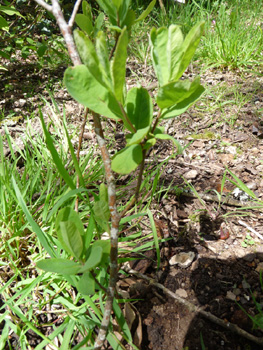 Arbrisseau caducifolié pouvant atteindre 2 mètres de hauteur. Agrandir dans une nouvelle fenêtre (ou onglet)