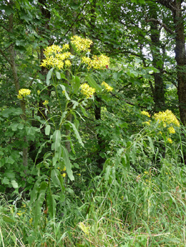 Plante vivace pouvant atteindre un mètre de haut. Agrandir dans une nouvelle fenêtre (ou onglet)