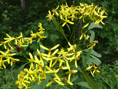 8 à 15 fleurs jaunes réunies en capitules dont quelques unes en languettes. Agrandir dans une nouvelle fenêtre (ou onglet)