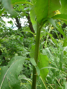 Plante vivace pouvant atteindre un mètre de haut. Agrandir dans une nouvelle fenêtre (ou onglet)