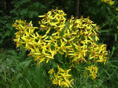 8 à 15 fleurs jaunes réunies en capitules dont quelques unes en languettes. Agrandir dans une nouvelle fenêtre (ou onglet)