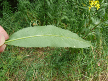 Feuilles alternes dotées d'un pétiole court, elles sont dentées lancéolées. Agrandir dans une nouvelle fenêtre (ou onglet)