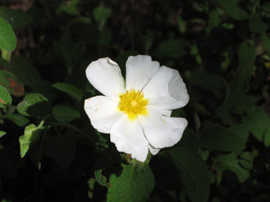 Fleurs blanches. Agrandir dans une nouvelle fenêtre (ou onglet)