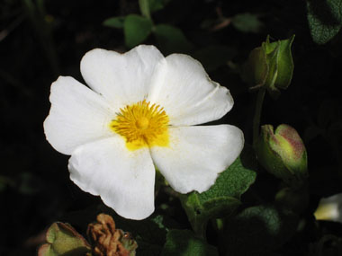 Fleurs blanches. Agrandir dans une nouvelle fenêtre (ou onglet)