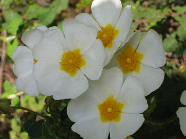 Fleurs blanches. Agrandir dans une nouvelle fenêtre (ou onglet)